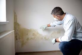 Why You Should Choose Our Mold Remediation Services in Bellerose, NY